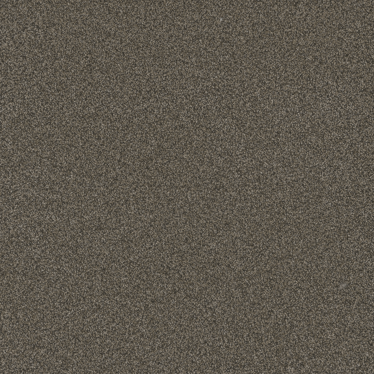 French Roast Blazer III swatch