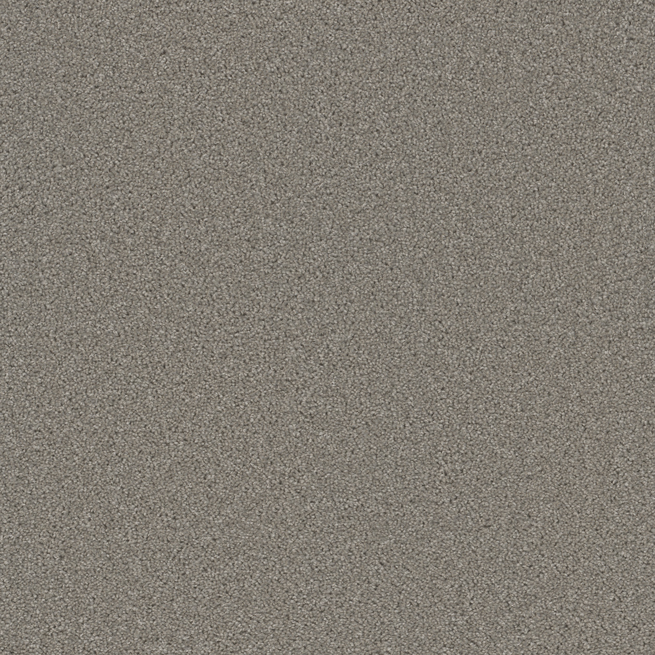 Silver Birch Broadcast Plus swatch