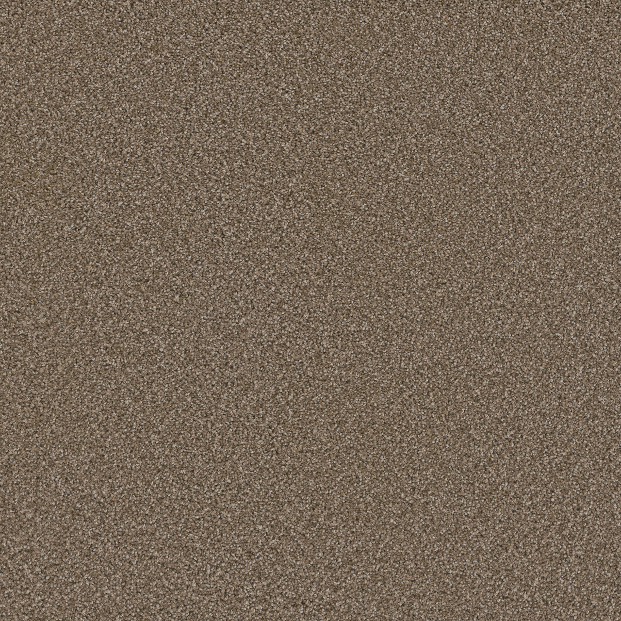Acorn Cosmopolitan II swatch