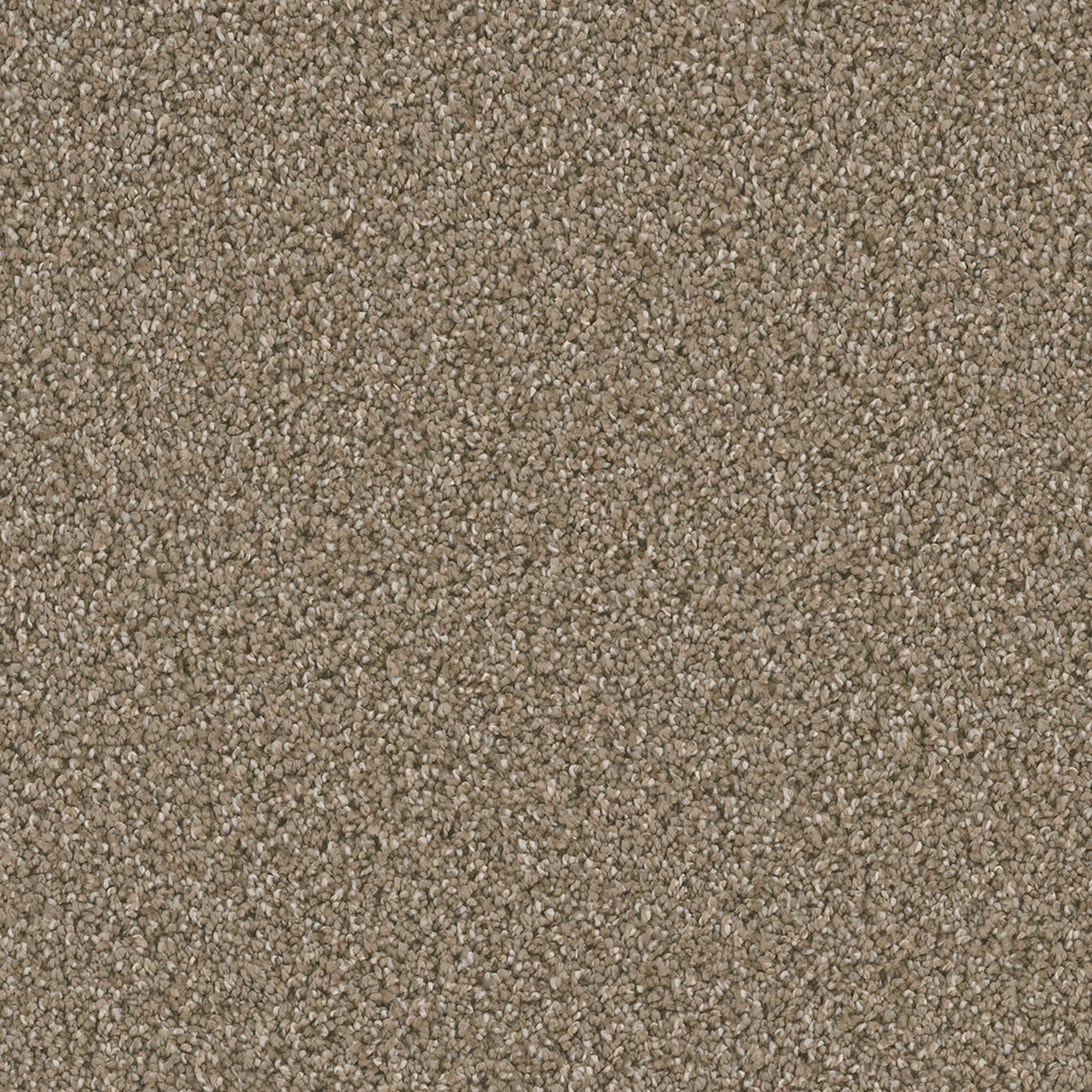 Acorn Dazzling swatch