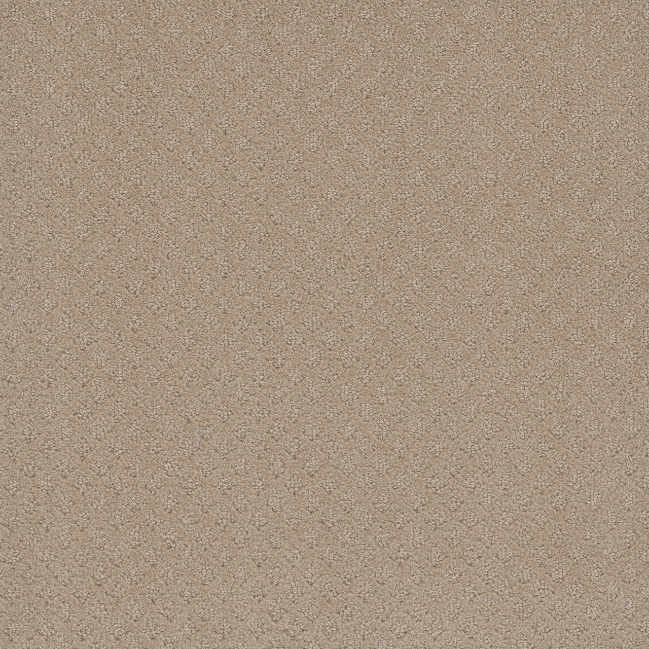 Soft Pine Stellar swatch